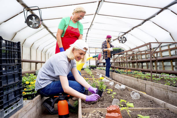 istock People working in a greenhouse 868264848