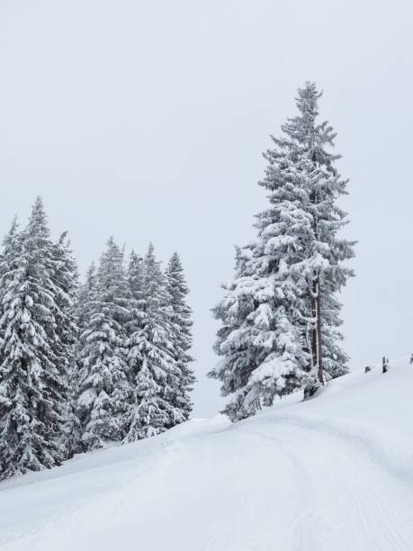 istock Dream like winter forest covered by new snow. 868266030