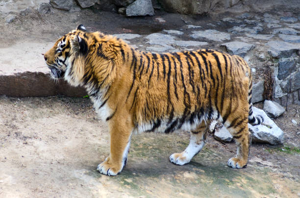 istock Tiger in the enclosure zoo 868267752