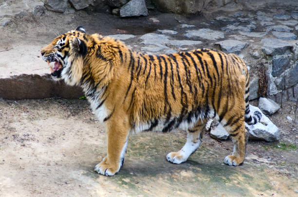 istock Tiger in the enclosure zoo 868267830