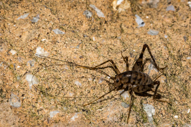 camello de críquet - grillo fotografías e imágenes de stock