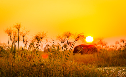 Classic Africa background with silhouetted African Elephant and long grass at sunset