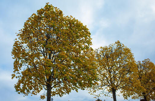 Yellow leaves on blue sky background