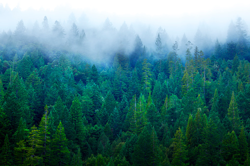A fog covers the Redwood forest in Northern California.