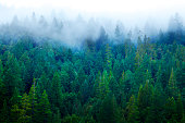 Mist In Redwood Forest