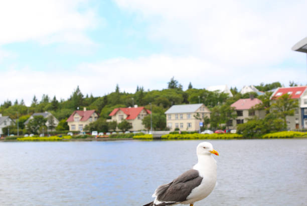 istock seagull and homes architecture by the lakeside. Reykjavik. 868272232