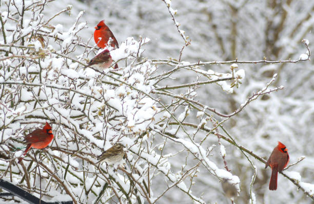 istock Closeup three red Cardinals perched together. 868274900