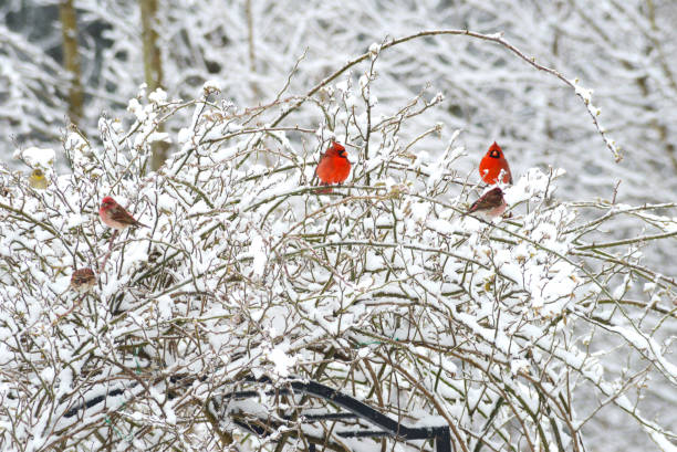 istock Closeup Red Cardinals perched together in snow. 868274998