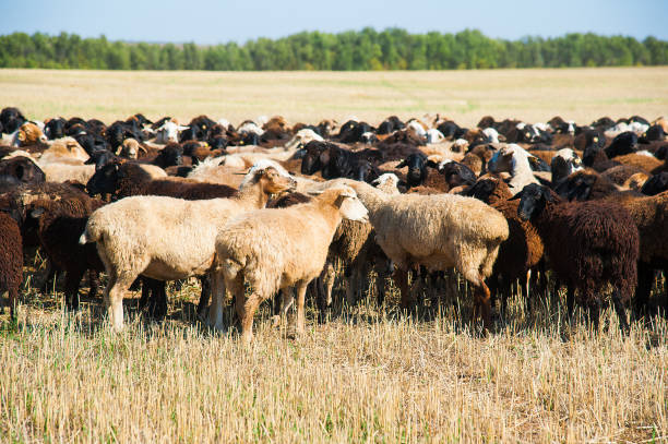 istock Flock of sheep on the meadow 868280944