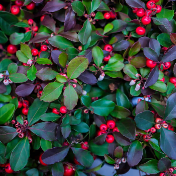 istock Green indoor living plants for the new year. 868281118