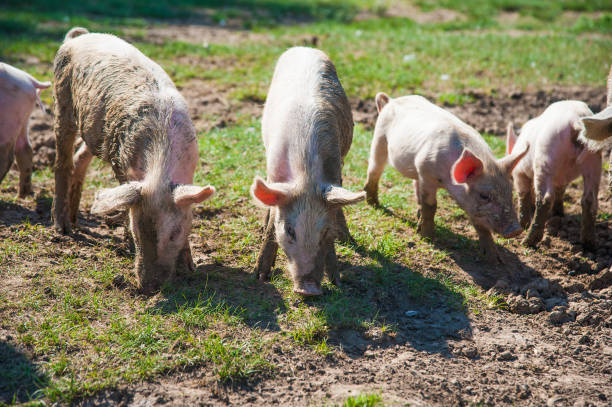 istock Pig farm. Pigs in field 868281248