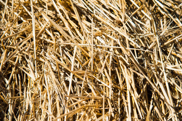 istock Storage with piles of stacks of hay 868281618