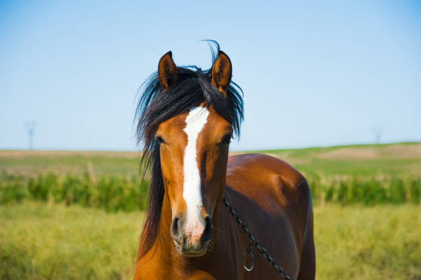 istock Horses on the farm in summer 868282040