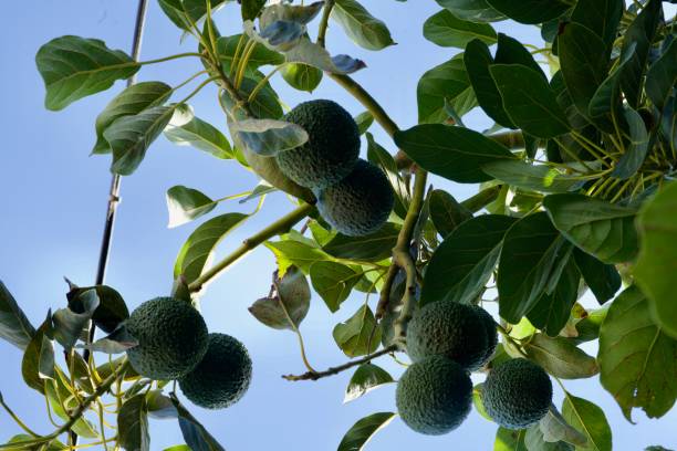 avocados - persea imagens e fotografias de stock