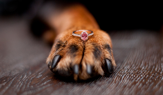 ambitie bezorgdheid Overeenkomstig Dog Paw With Pink Sapphire Engagement Ring Stock Photo - Download Image Now  - Dog, Engagement, Diamond - Gemstone - iStock