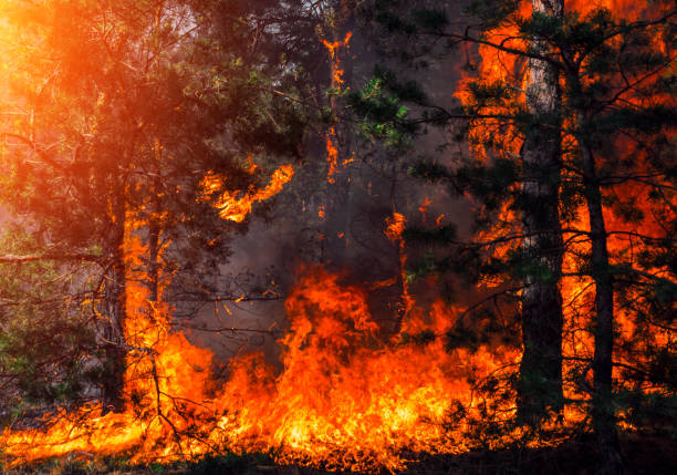 istock fire. wildfire, burning pine forest in the smoke 868284996