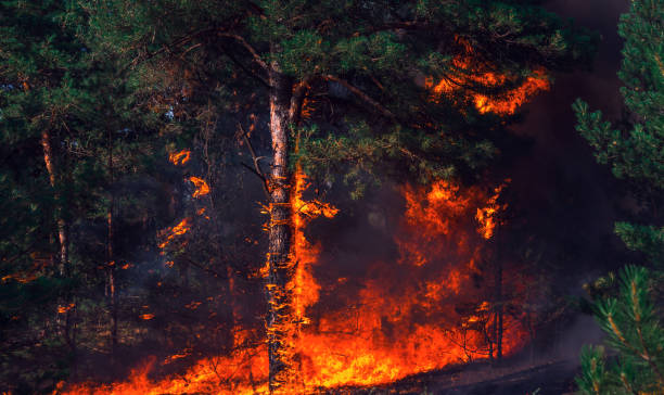 istock fire. wildfire, burning pine forest in the smoke 868285592