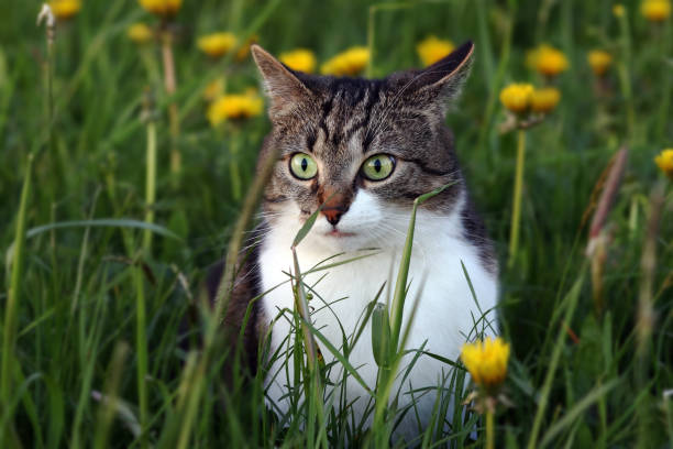 istock A small cat in the evening on a mouse hunt in the field 868285832