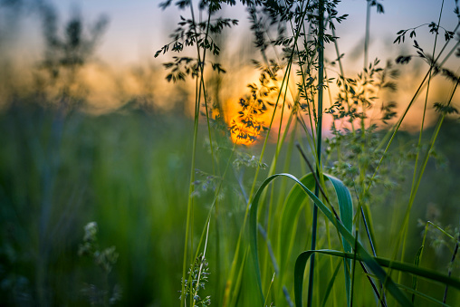 Grass depicted by the sunset