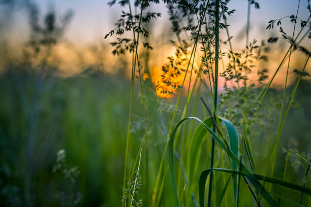 grama no pôr do sol - indian pipe - fotografias e filmes do acervo