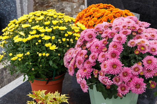 Yellow, pink and orange chrysanthemum plants on a tombstone for All Saints Day in Brittany