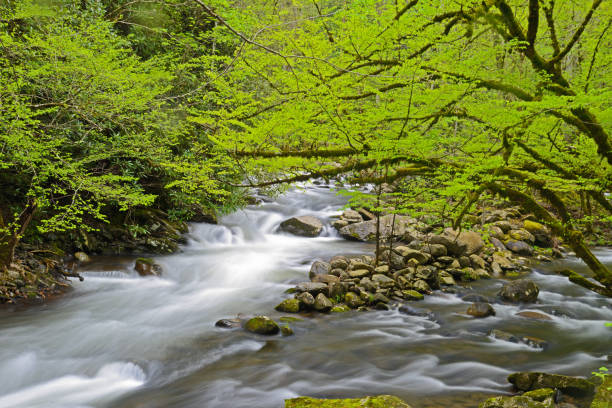 um fluxo de separação é executado sob folhas verdes na smokies. - blue ridge mountains stream forest waterfall - fotografias e filmes do acervo