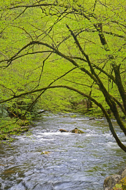 vertical-pequeno fluxo sob folhas verdes na smokies. - blue ridge mountains stream forest waterfall - fotografias e filmes do acervo