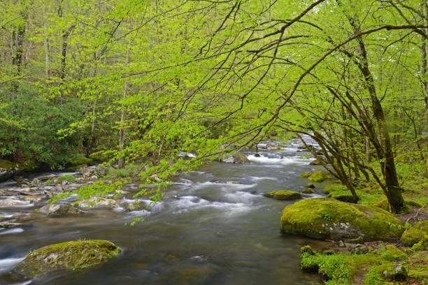 um pequeno riacho flui sob folhas verdes na smokies. - blue ridge mountains stream forest waterfall - fotografias e filmes do acervo