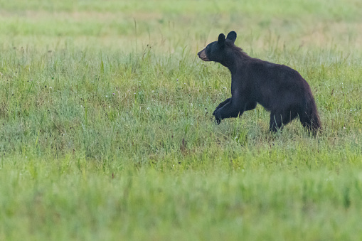 Black Bear Runs Through Open Field in the Smokies