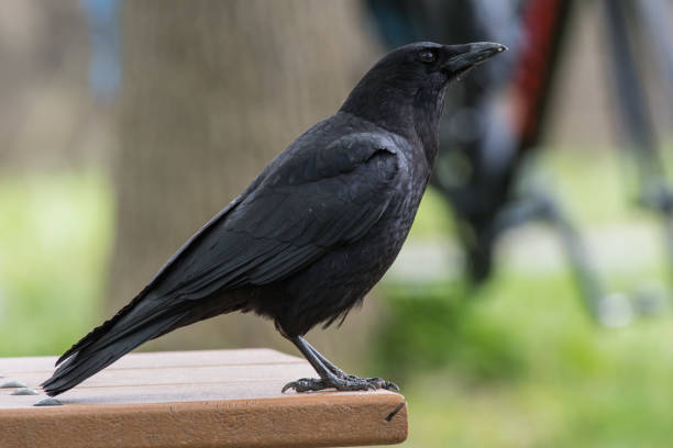 istock Black Crow on Edge of Picnic Table 868299120