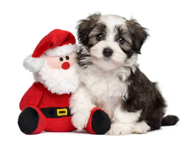 Cute Bichon Havanese puppy dog sitting with a little Santa Claus plush toy - Isolated on white background