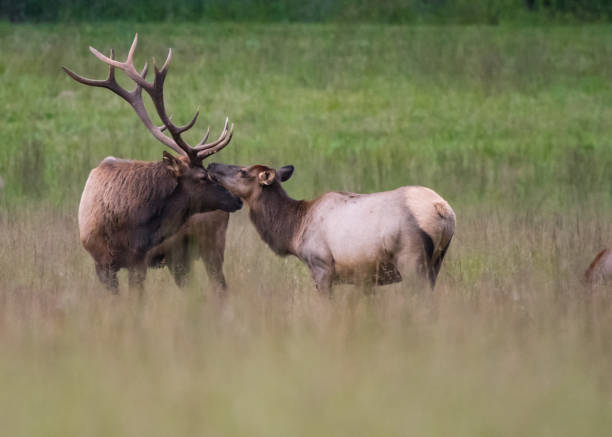 istock Bull and Cow Elk Nuzzle 868303244