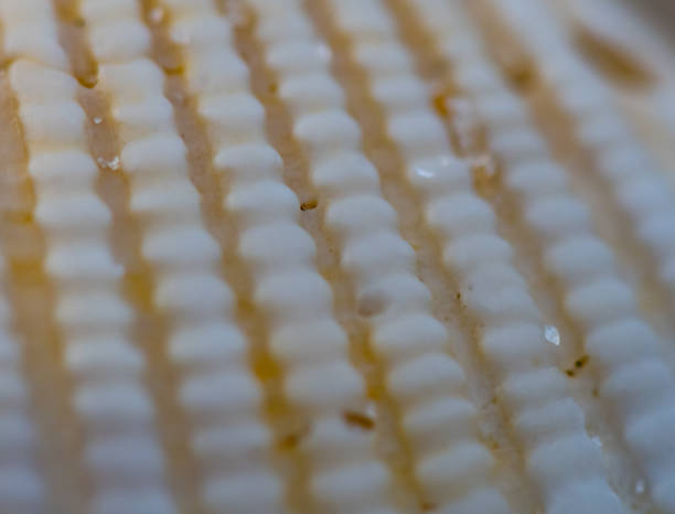 istock Close Up of Sand Grains on Texture of Shell 868306330