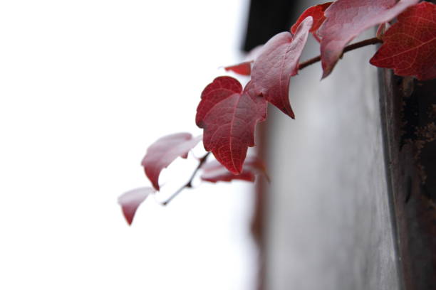 istock Multi-colored autumn leaves close-up with drops of water in retro style 868308988