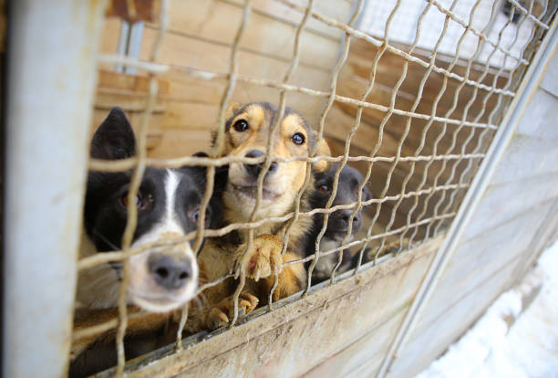 Animal shelter.Boarding home for dogs