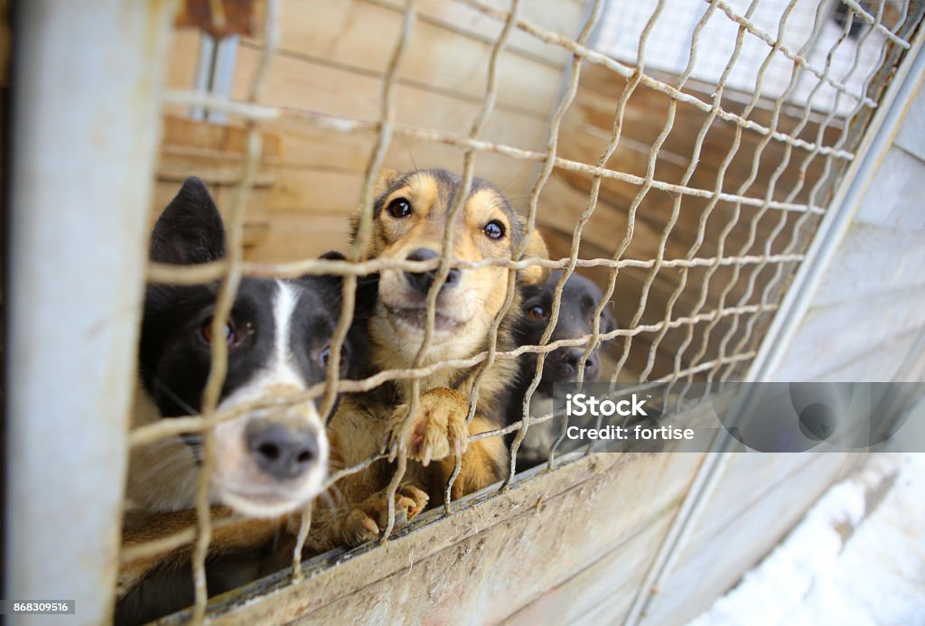 Animal Shelterboarding Home For Dogs Stock Photo - Download Image Now - Dog,  Adoption, Cage - iStock