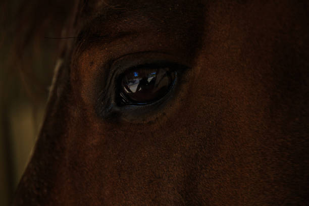 istock Black and brown horses in stall and pasture 868309874