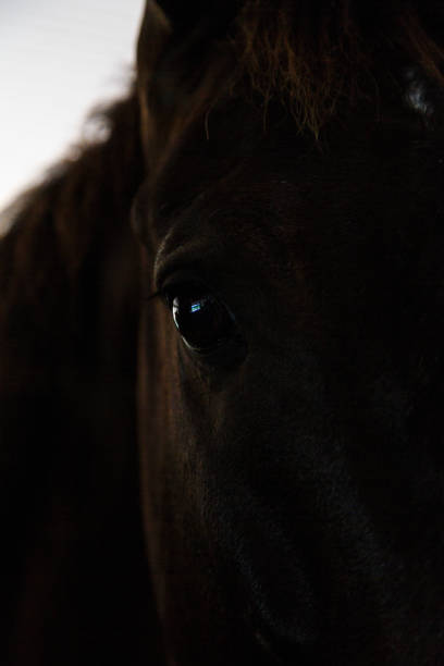 istock Black and brown horses in stall and pasture 868312498
