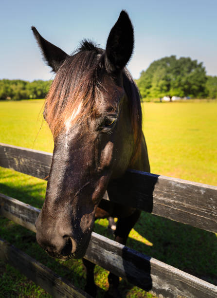 istock Black and brown horses in stall and pasture 868312988