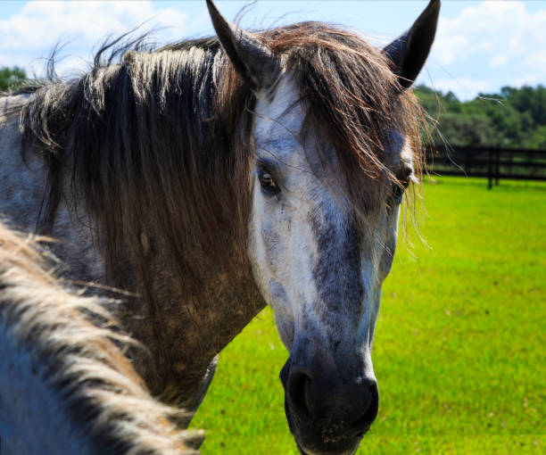 istock White and grey horses outside in pasture 868314118