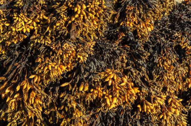 Closeup of wet yellow algae Closeup of wet yellow algae (Bladder wrack) on a rock on the beach at low tide, the Barents Sea cut weed stock pictures, royalty-free photos & images