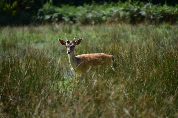 istock Red Deer New Forest National Park Hampshire England UK 868319888