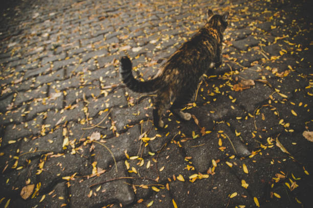istock Behind of cat on the way with leafs 868320076