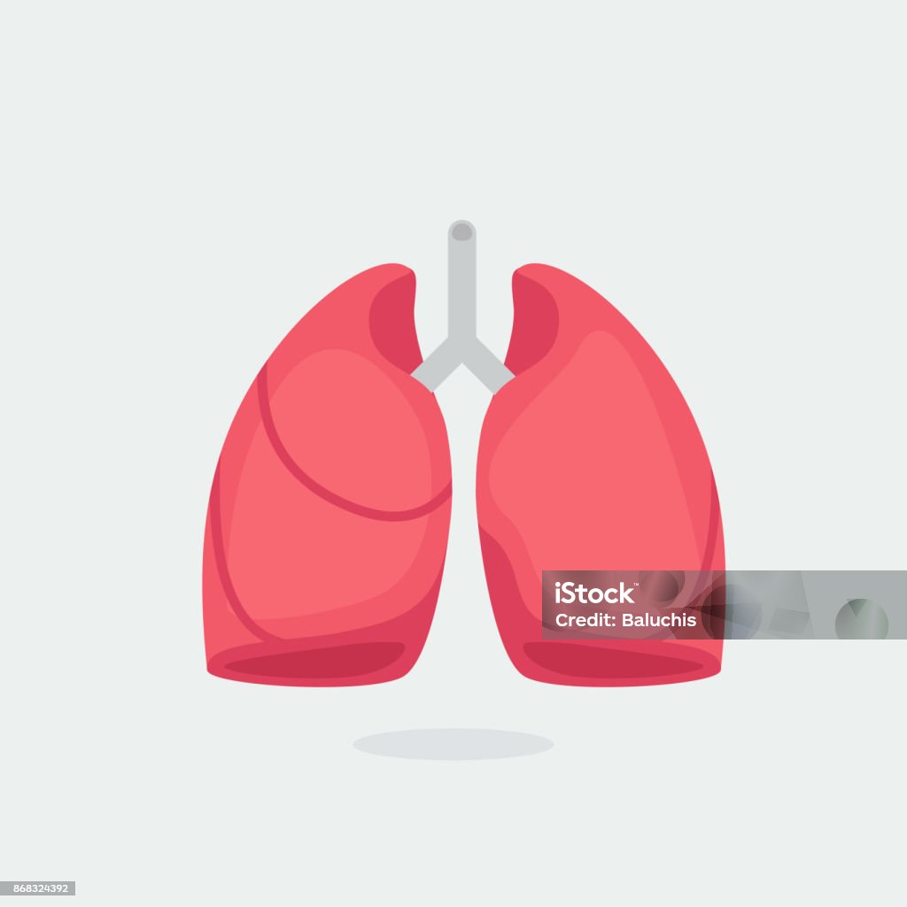 Lungs vector illustration Healthy Lungs vector illustration Lung stock vector