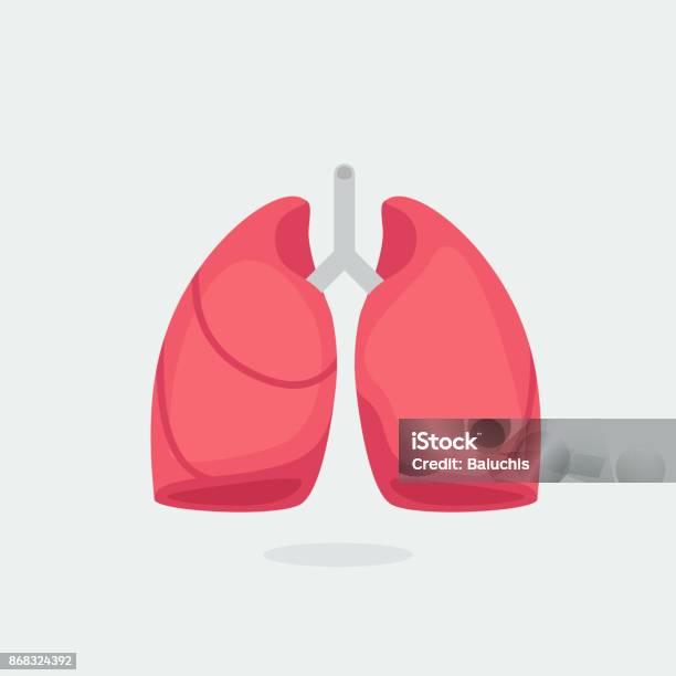 Lungs Vector Illustration Stock Illustration - Download Image Now - Lung, Vector, Human Lung