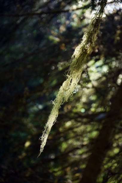 Usnea barbata, old man's beard hanging on a fir tree branch
