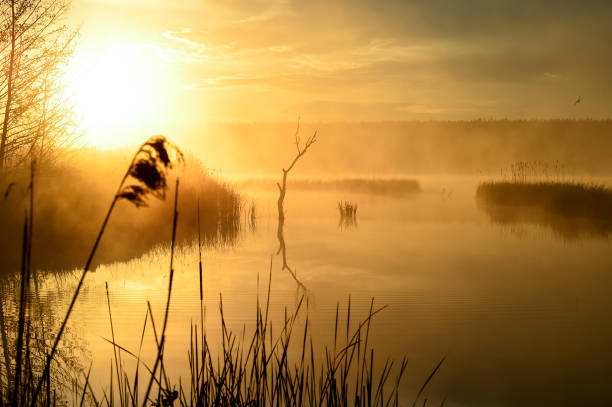 istock Morning fog on a lake 868324988