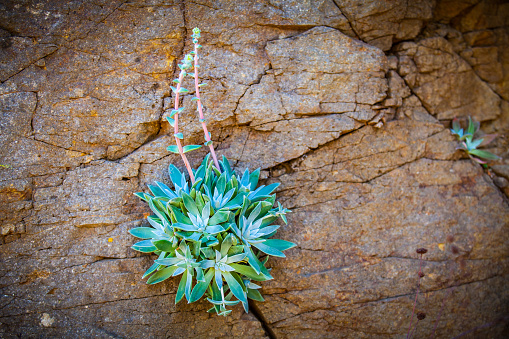 Greene's liveforever (Dudleya greenei) growing from coastal rock outcropping.