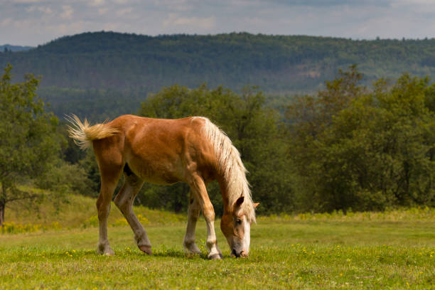 istock Red Horse Grazing in Summer Field 868327890