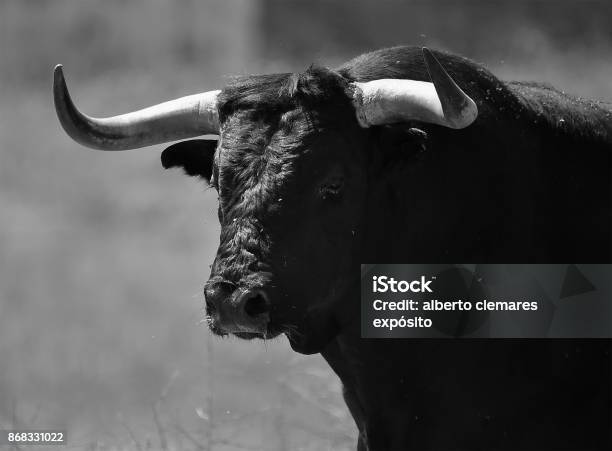 公牛 照片檔及更多 公牛 照片 - 公牛, 有角的, 牛